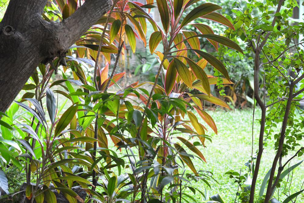 Garden Flower Green Plant Garden Flower Green Plant