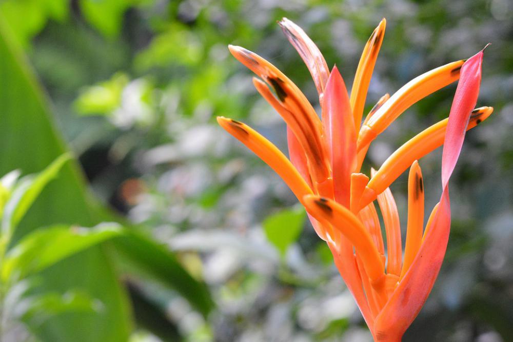 Flower Bloom Blossom Plant Flower Bloom Blossom Plant