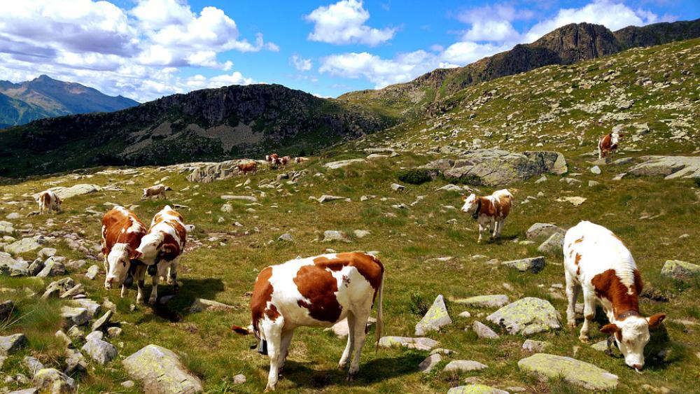 Trentino Mountain Animals Summer Landscape Nature Trentino Mountain Animals Summer Landscape Nature