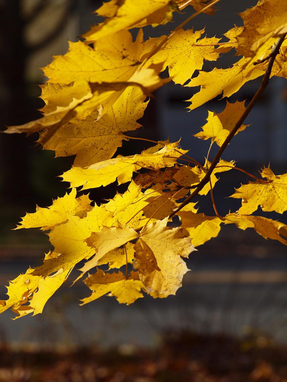 Sunlit Leaves Yellow Leaves Fall Autumn Peaceful Sunlit Leaves Yellow Leaves Fall Autumn Peaceful
