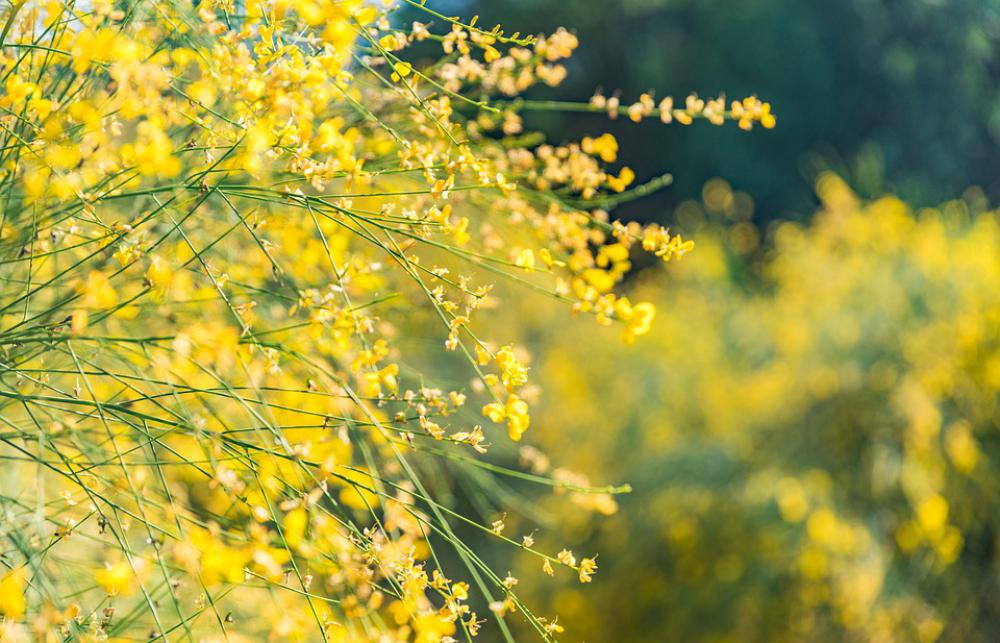 Flower Yellow Color Summer Open Country Flower Yellow Color Summer Open Country