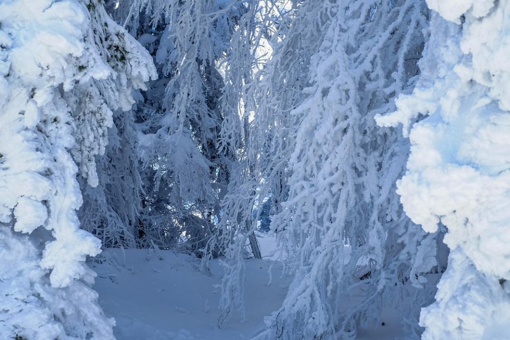 Forest Winter Forest Snow Landscape Wintry Trees Forest Winter Forest Snow Landscape Wintry Trees