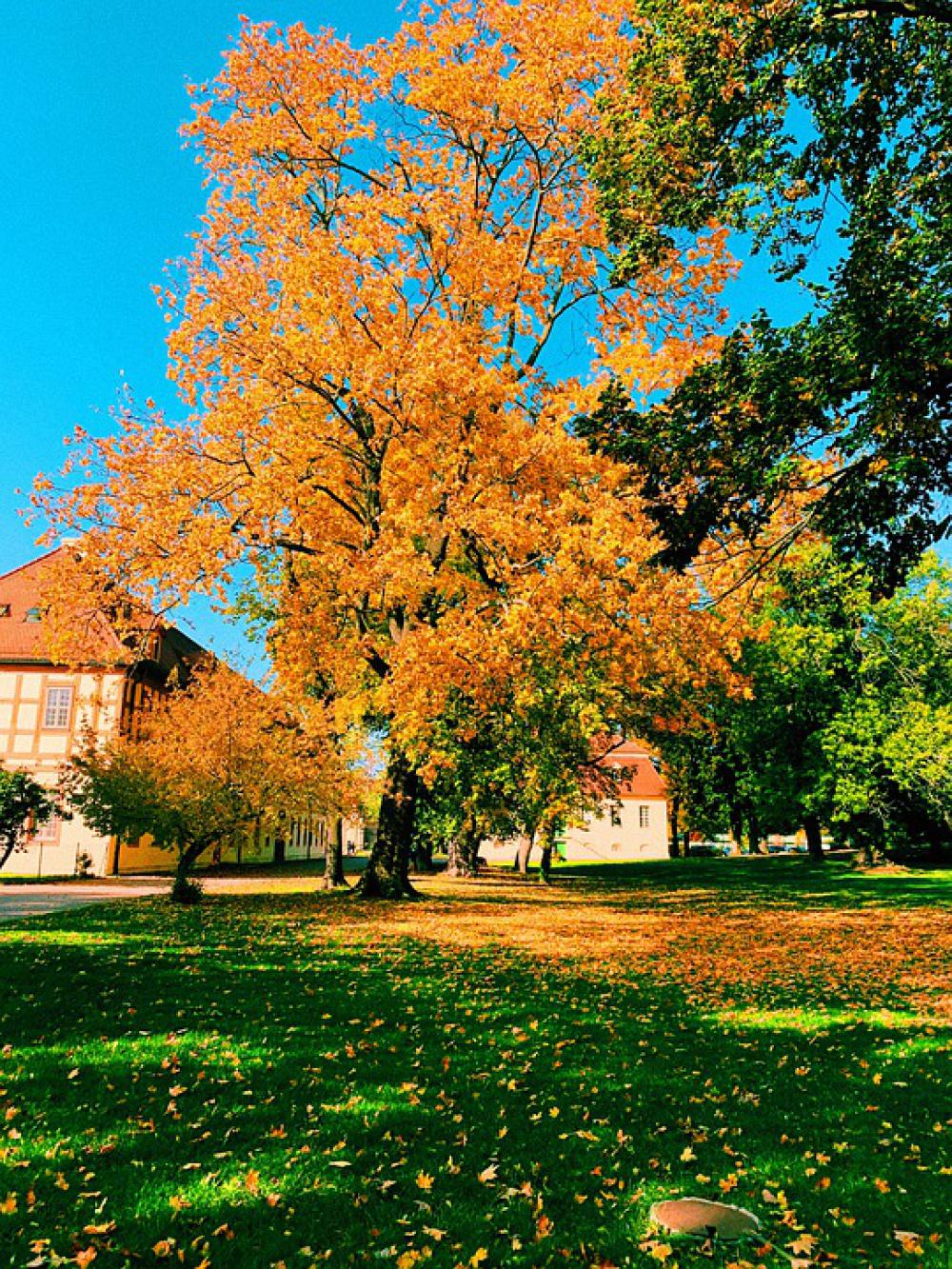 Nature Autumn Trees Magic Romantic Away Tree Nature Autumn Trees Magic Romantic Away Tree