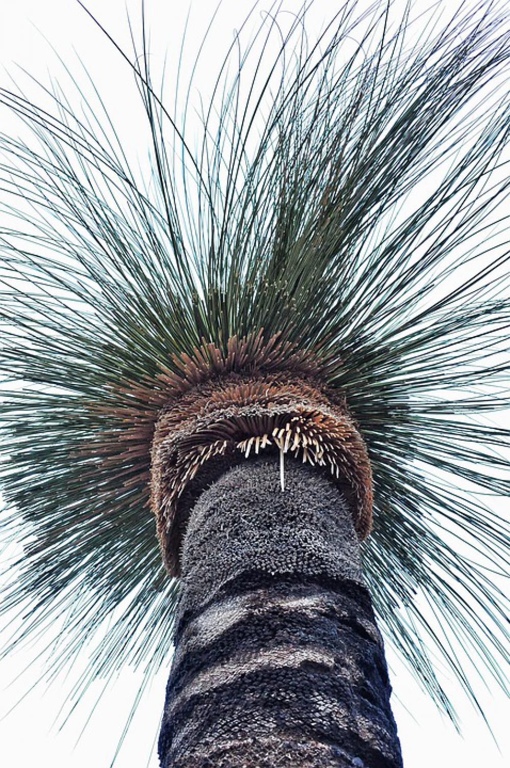 Grass Tree Australia Nature Tree Country Summer Grass Tree Australia Nature Tree Country Summer