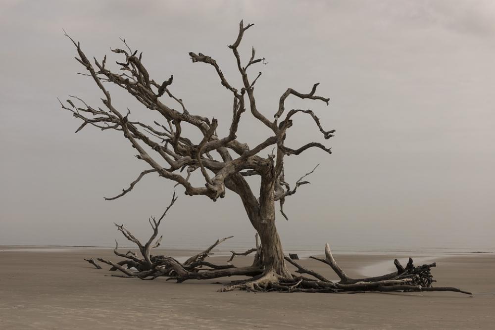 Tree Nature Landscape Water Outdoors Dry Sea Tree Nature Landscape Water Outdoors Dry Sea