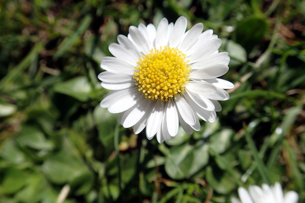 Daisy Summer Meadow Flowers Garden Grass Daisy Summer Meadow Flowers Garden Grass