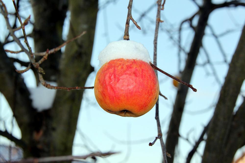 Apple Winter Snow Frost Cold Apple Winter Snow Frost Cold
