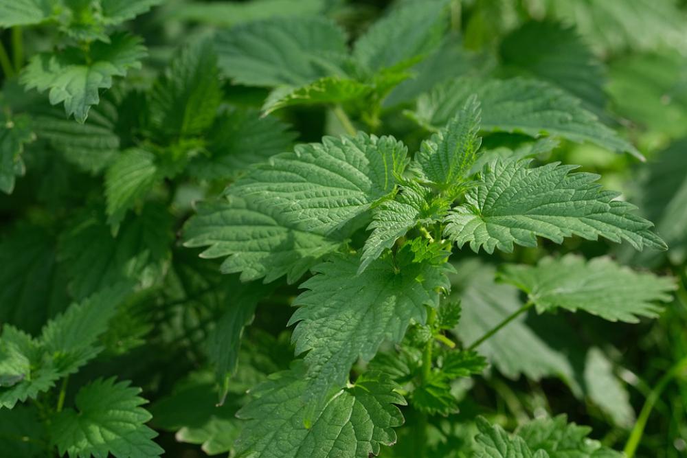 Health Vitamins Herbs Nettle Vegetarian Nature Health Vitamins Herbs Nettle Vegetarian Nature