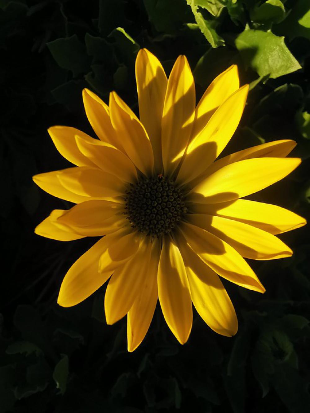 Yellow Flower Plants Nature Yellow Flower Plants Nature
