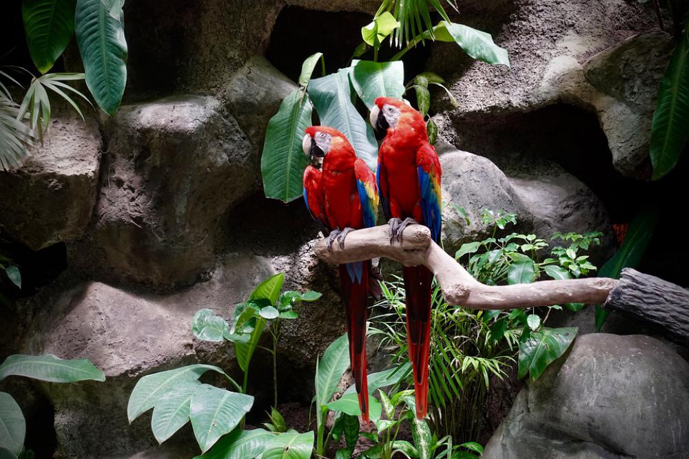 Colorful Plumage Bird Lori Parrot Exotic Colorful Plumage Bird Lori Parrot Exotic