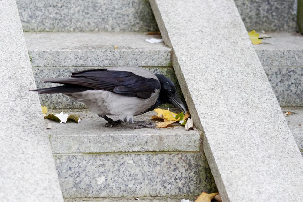 Crow Bird Picking The Scale Concrete Speed Crow Bird Picking The Scale Concrete Speed