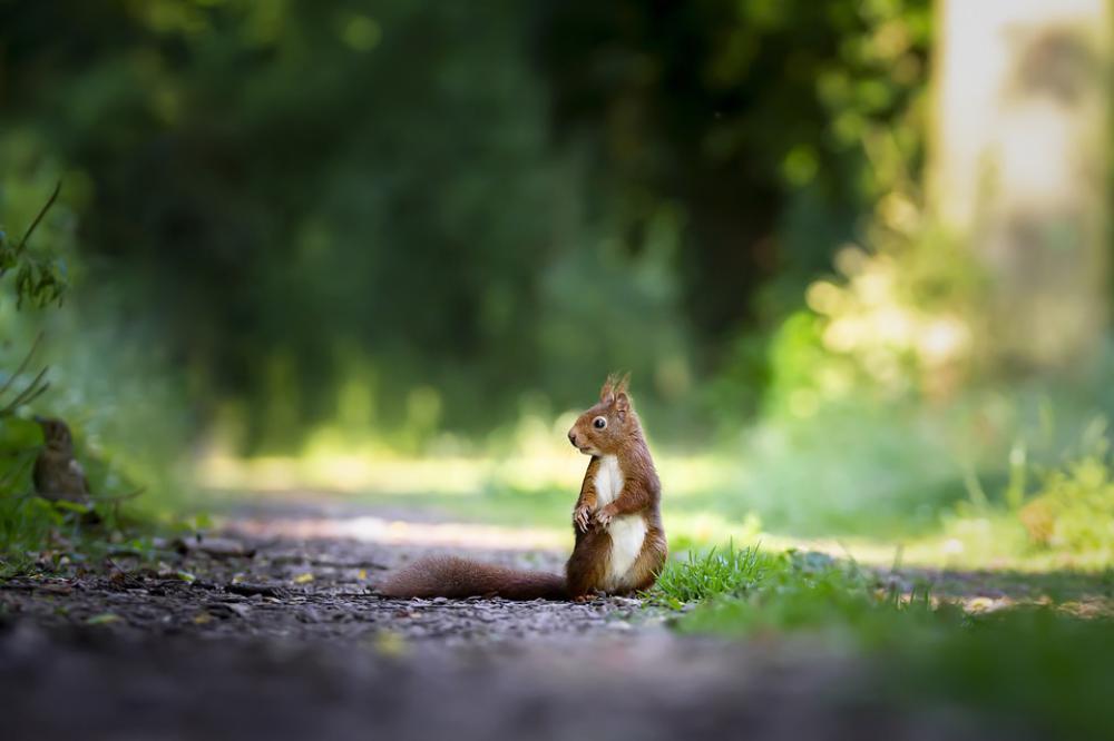 Squirrel Nature Cute Wild Mammals Squirrel Nature Cute Wild Mammals