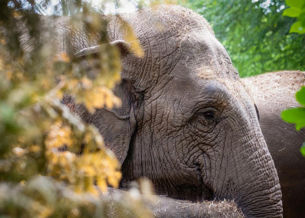 Elephant Animal Nature Mammal Safari Wild Zoo Elephant Animal Nature Mammal Safari Wild Zoo