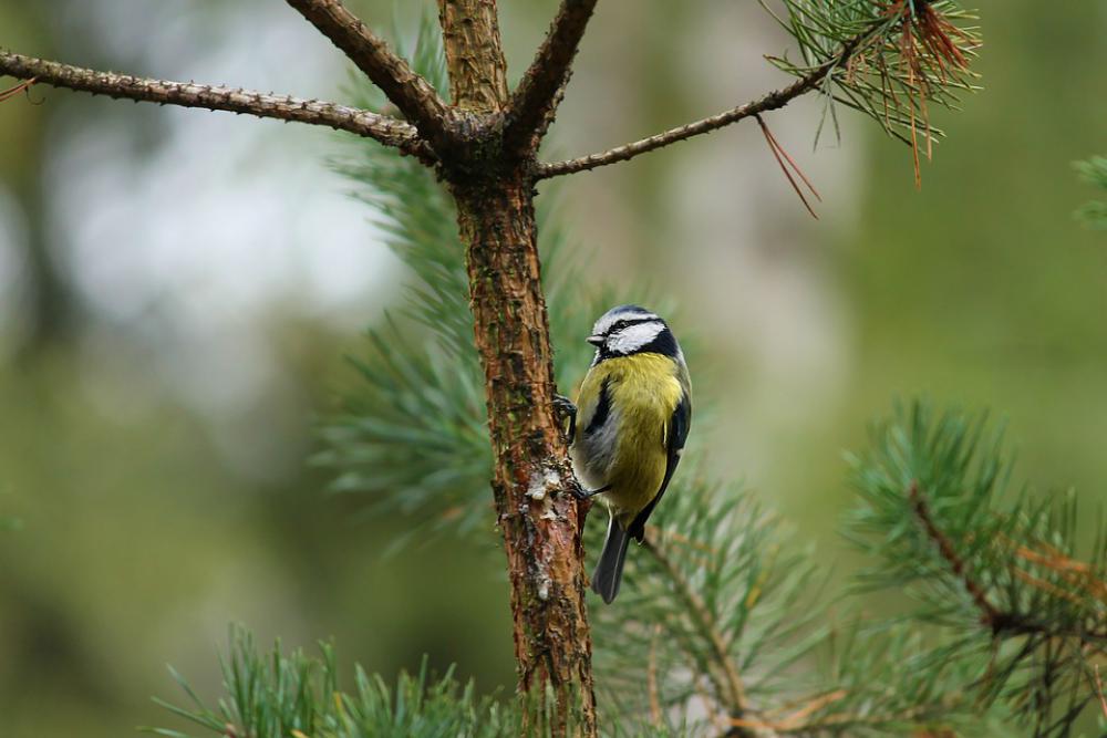 Tit Parus Major Tree Sitting On A Branch Bird Tit Parus Major Tree Sitting On A Branch Bird