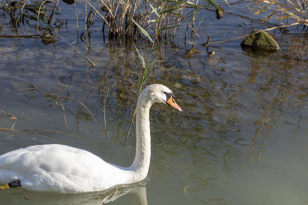 Mute Swan Bird Swim White Water Plumage Birds Mute Swan Bird Swim White Water Plumage Birds