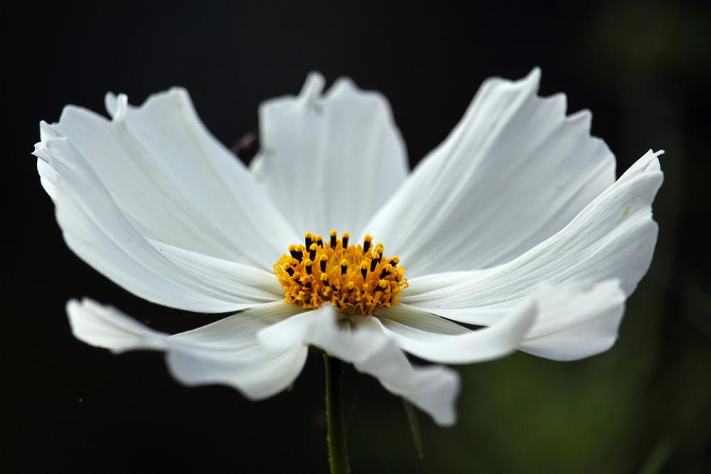 Cosmos White Beauty Cosmea Nature Garden Petals Cosmos White Beauty Cosmea Nature Garden Petals