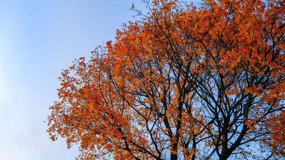 Tree Forest Fall Colors Nature Autumn Foliage Tree Forest Fall Colors Nature Autumn Foliage