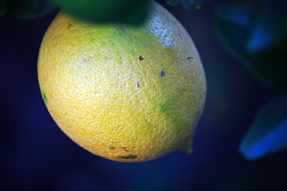 Close View Of Ripening Lemon Close View Of Ripening Lemon