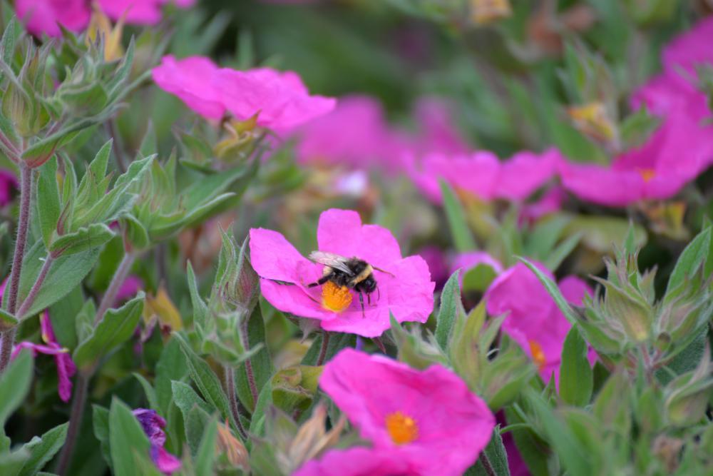 Insect On A Flower Insect On A Flower