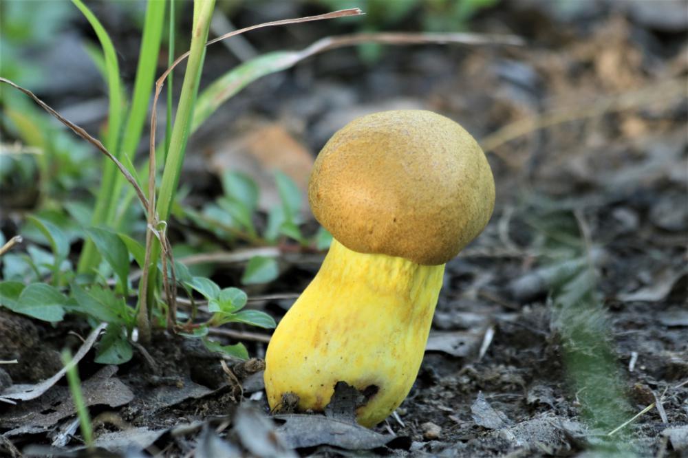 New Yellow Bolete Mushroom New Yellow Bolete Mushroom