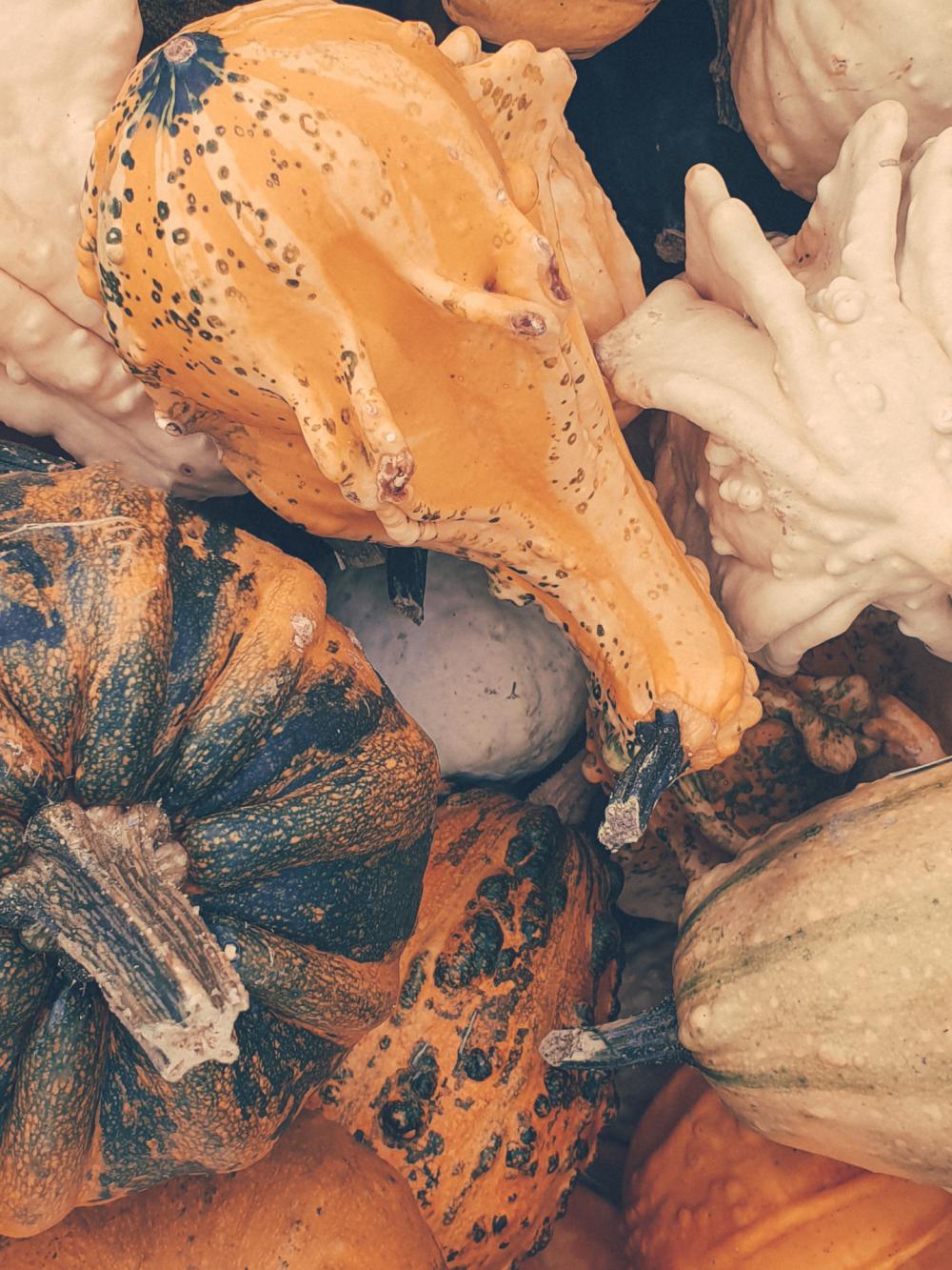 Decorative Squashes Decorative Squashes