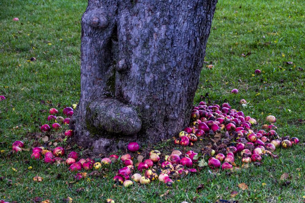 Apple Tree Apple Tree