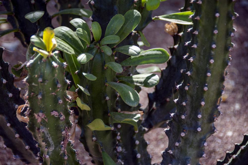Cactus Cactus