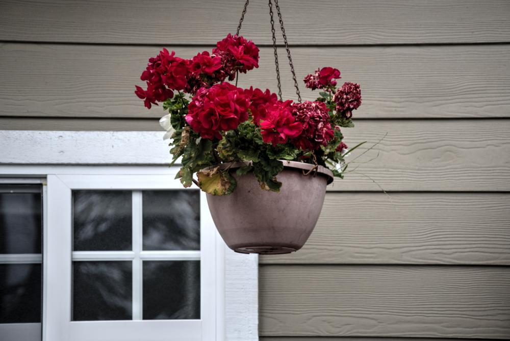 Red Flowers Hanging Pot Red Flowers Hanging Pot