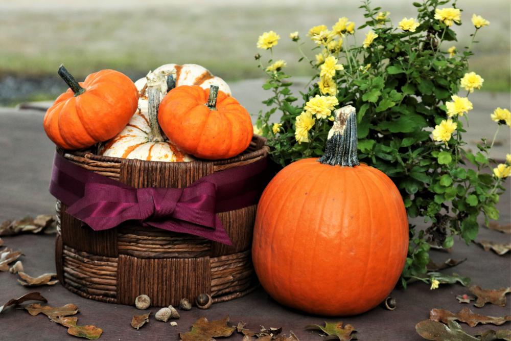 Little Pumpkins In Basket 2 Little Pumpkins In Basket 2