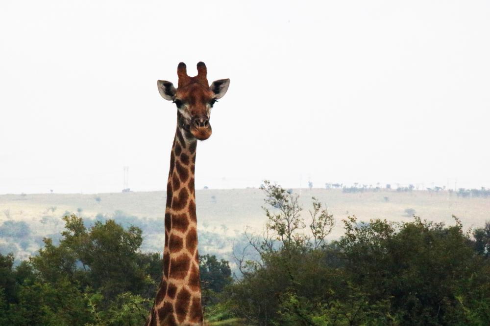 Head And Neck Of A Giraffe Head And Neck Of A Giraffe