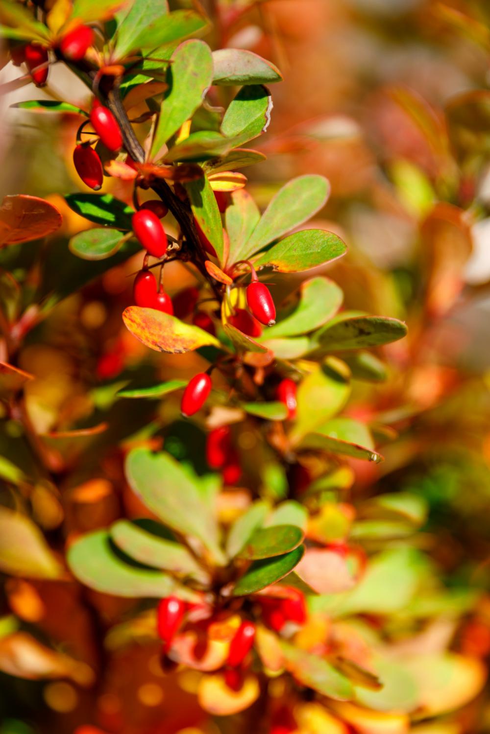 Berberis Berries Berberis Berries