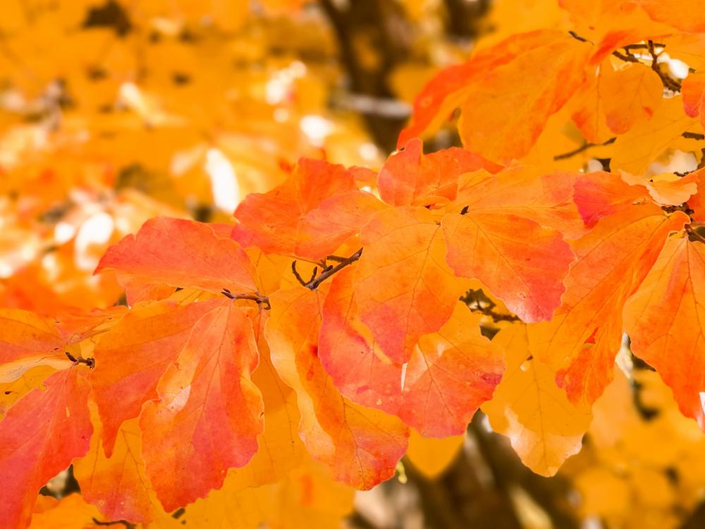 Orange Autumn Leaves Orange Autumn Leaves