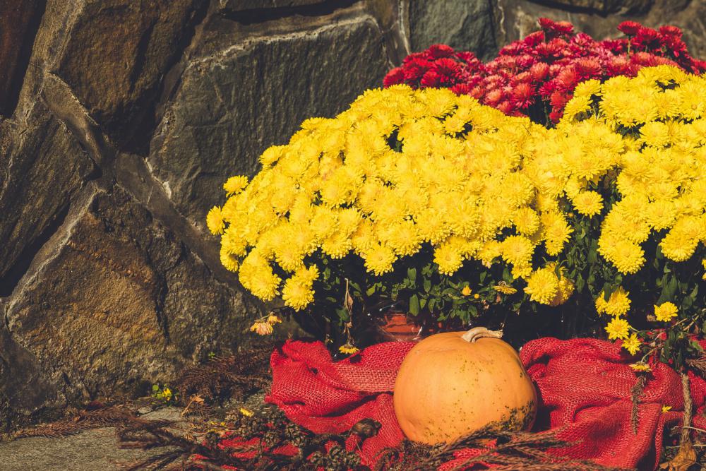 Pumpkin And Chrysanthemums Pumpkin And Chrysanthemums