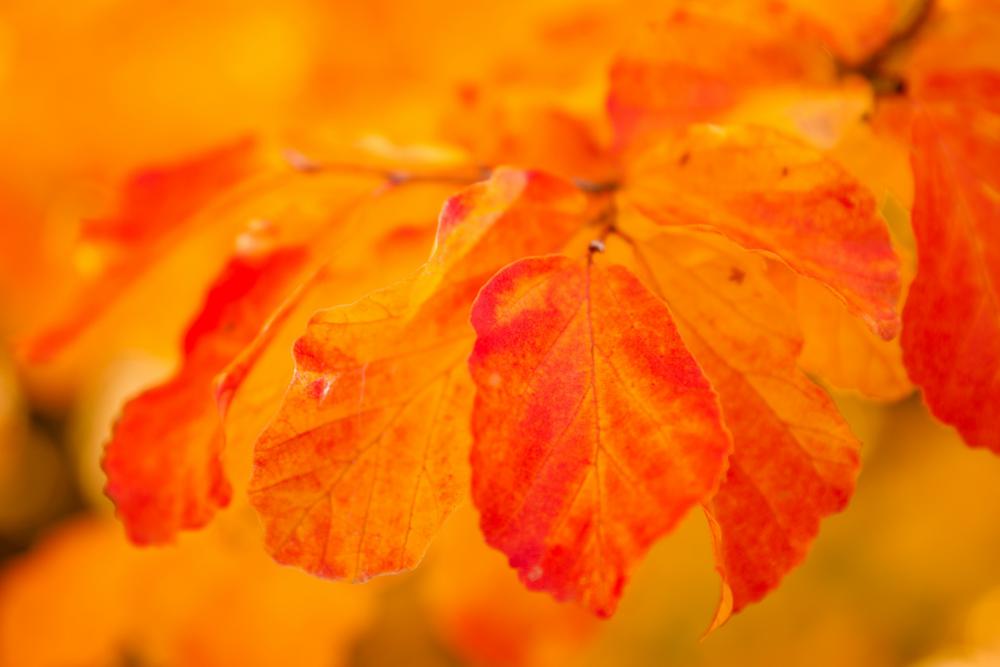 Orange Autumn Leaves Orange Autumn Leaves