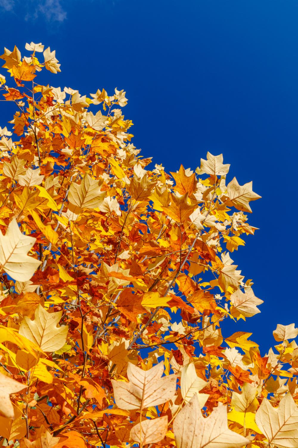 Yellow Leaves And Blue Sky Yellow Leaves And Blue Sky