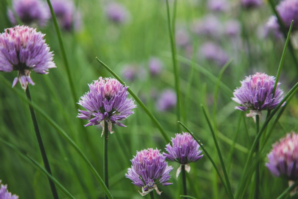 chives blossom garden nature wild chives blossom garden nature wild