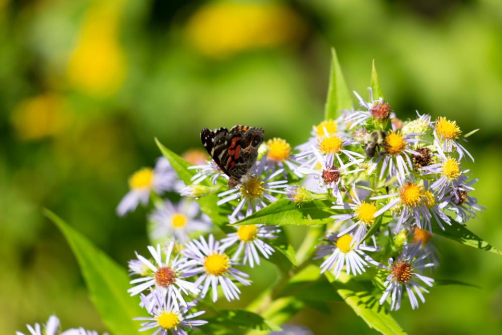 butterfly insect garden summer detail butterfly insect garden summer detail