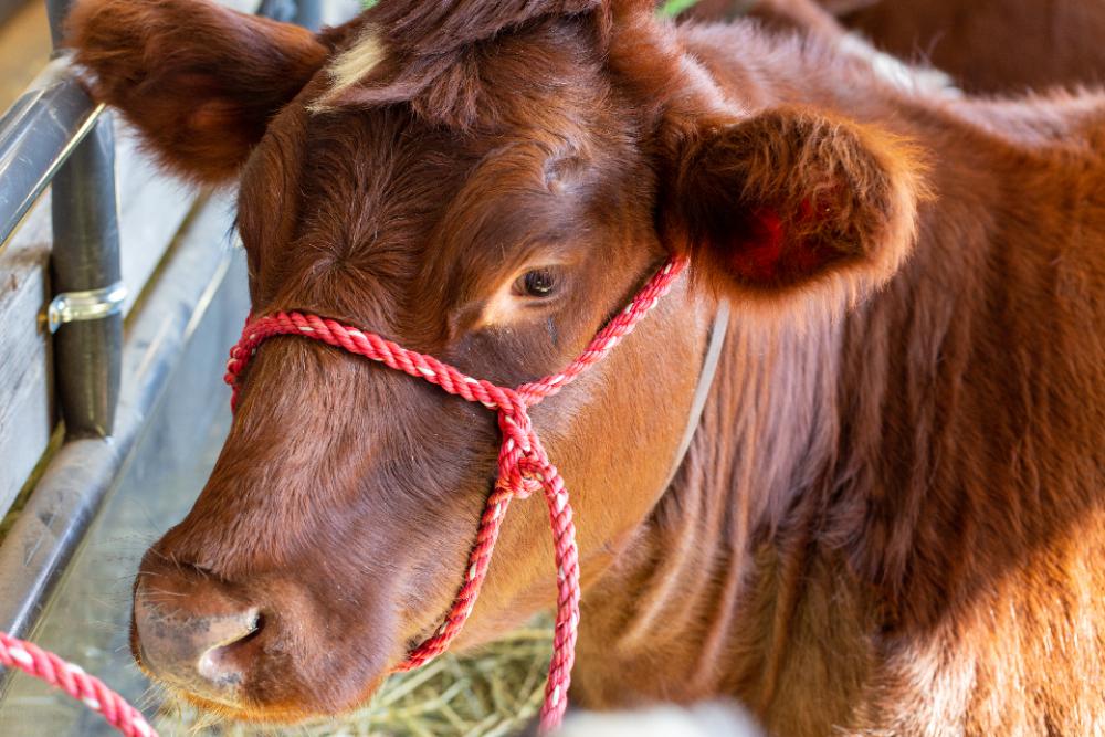 cow cattle close animal farm cow cattle close animal farm