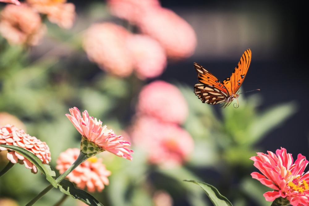 butterfly close up insect garden summer butterfly close up insect garden summer