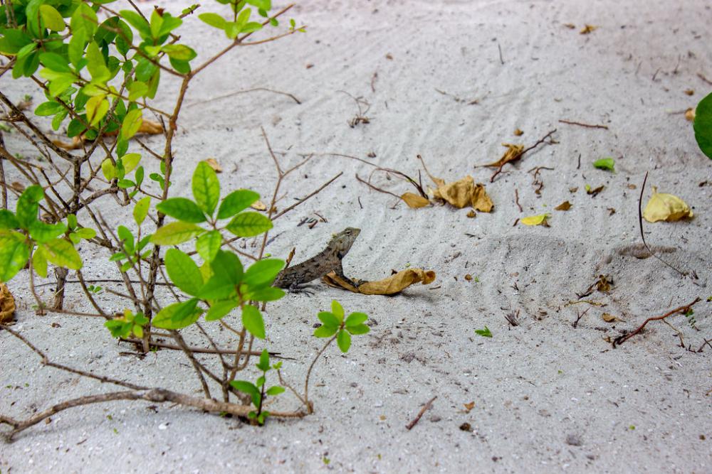 Lizard on a Beach Next to Some Branches Lizard on a Beach Next to Some Branches