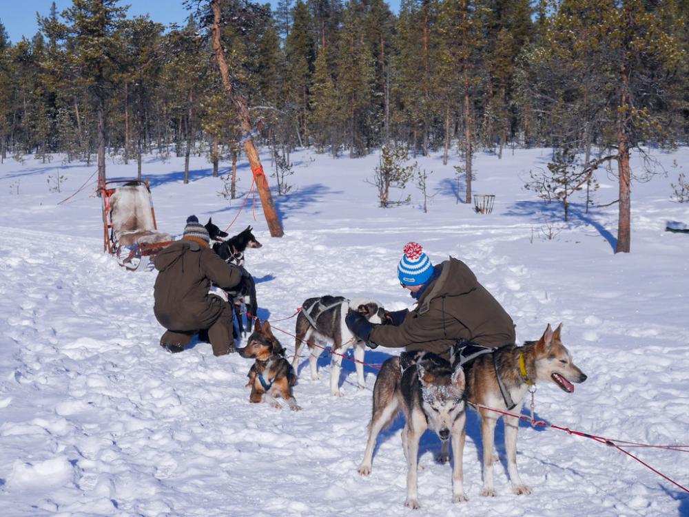 Two People Petting a Team of Siberian Sled Dogs Two People Petting a Team of Siberian Sled Dogs