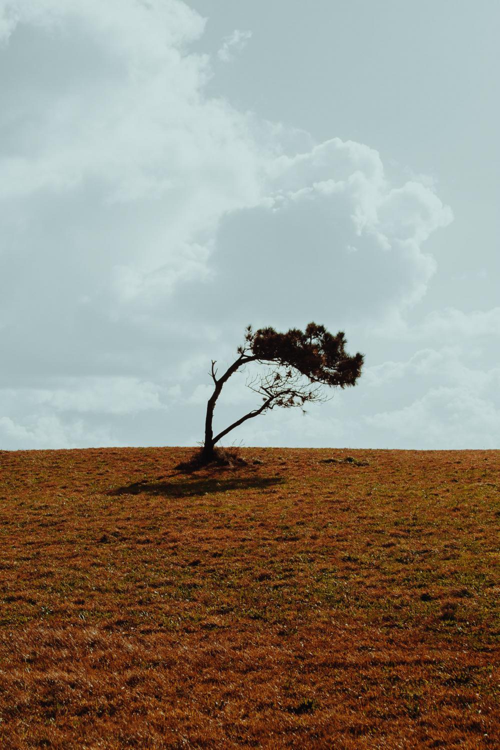 Wind-blown Tree Photo Wind-blown Tree Photo