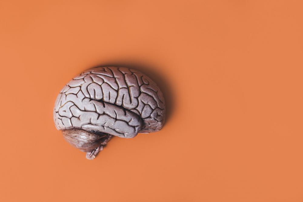 Model Brain On Orange Photo Model Brain On Orange Photo