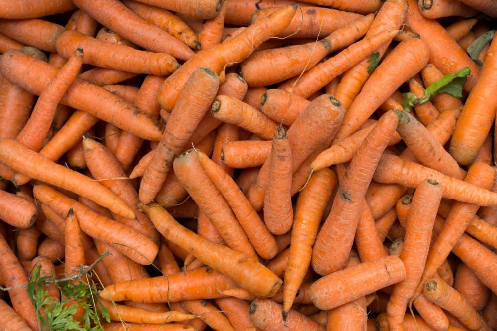 Freshly harvested carrots at a market Freshly harvested carrots at a market