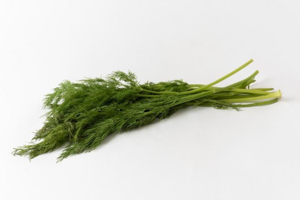 A Bunch Of Fennel On A White Background A Bunch Of Fennel On A White Background