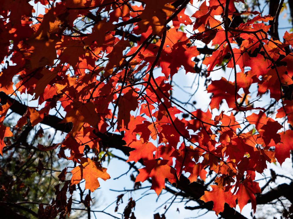 Red Leaves on Tree Red Leaves on Tree