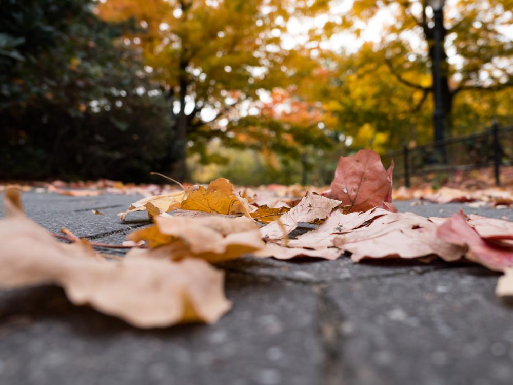 Leaves on Ground Leaves on Ground
