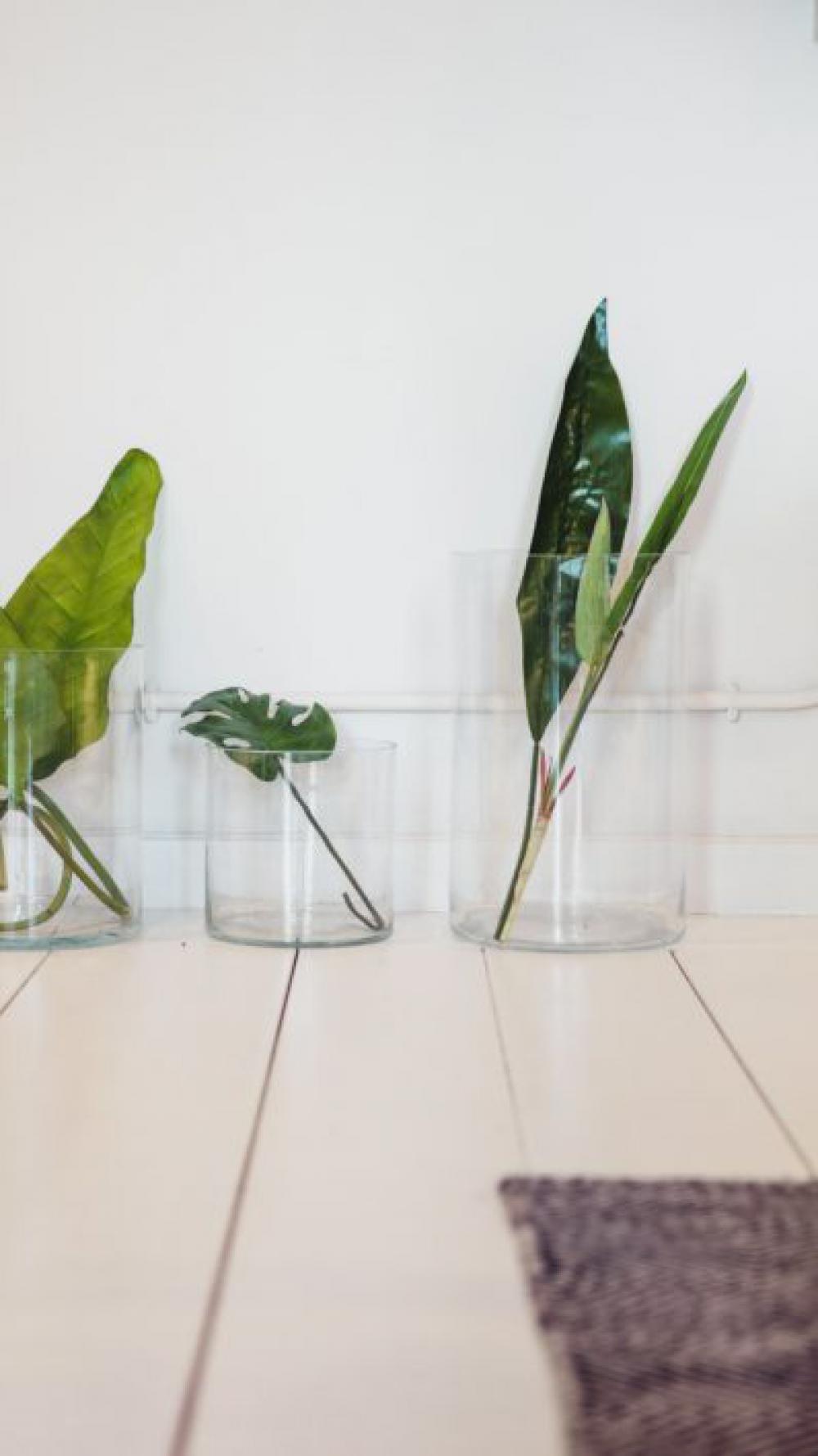 Plants Vase Free Photo Plants Vase Free Photo