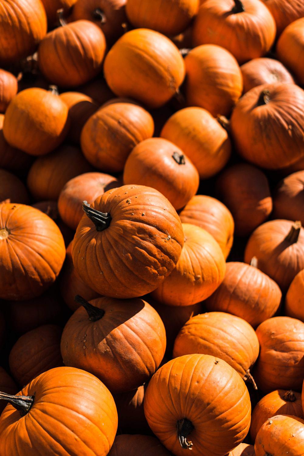 Pile of Pumpkins Vertical Free Photo Pile of Pumpkins Vertical Free Photo
