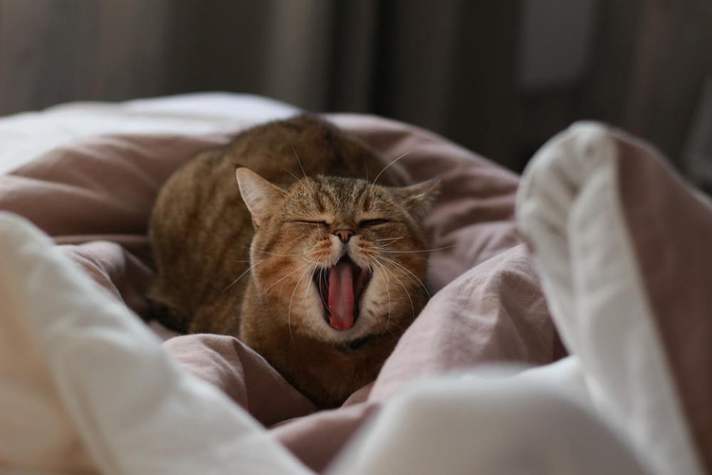 Cat Yawns Yawning Sleepy Yawn I Love It Cat Yawns Yawning Sleepy Yawn I Love It